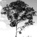 Save Trees!